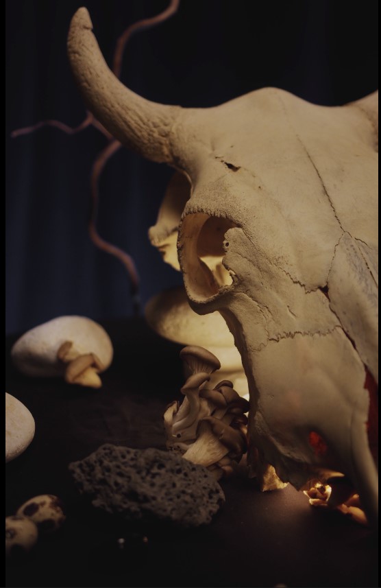 achat crâne ostéologie trophé chasse quebec Canada