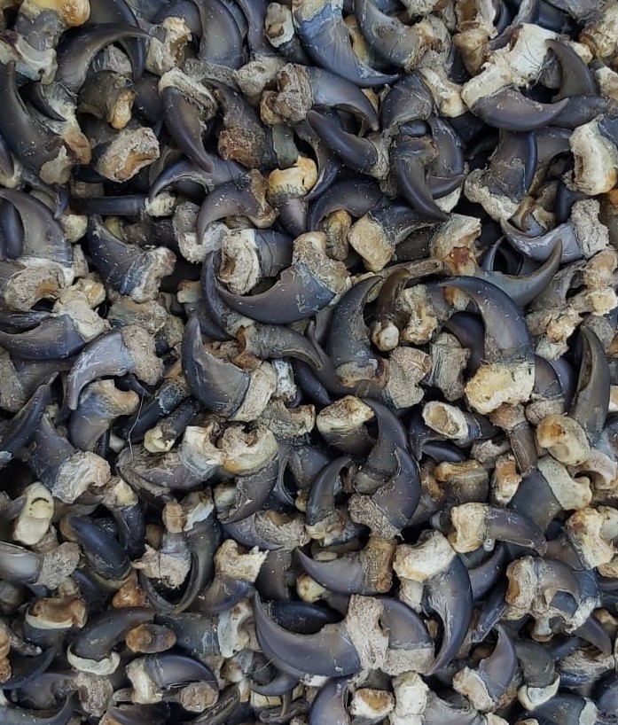 griffe animaux dent défense tusk morse narval ours coyote loup quebec canada