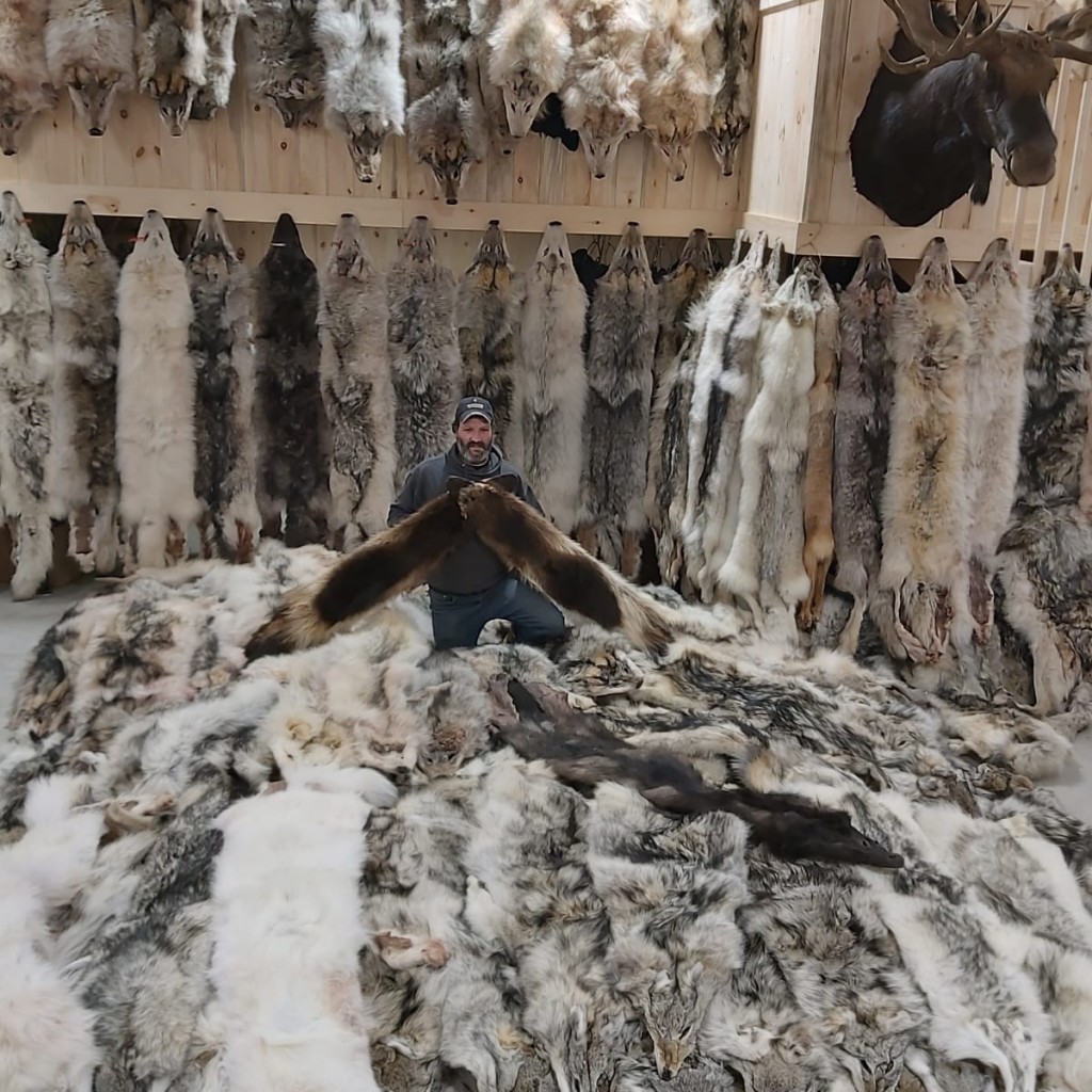 achat peau fourrure quebec trappeur vendre trappe