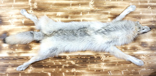 Achat de peau de loup Arctique Québec Canada