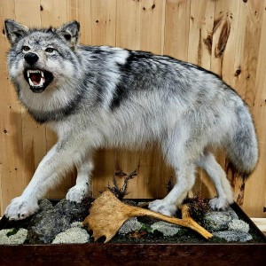 Achat Vente Taxidermie de Loup Quebec Canada
